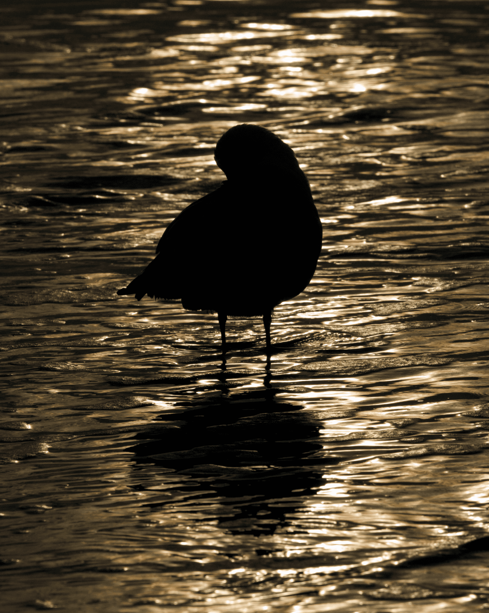 Seagull at Sunrise in Myrtle Beach, SC