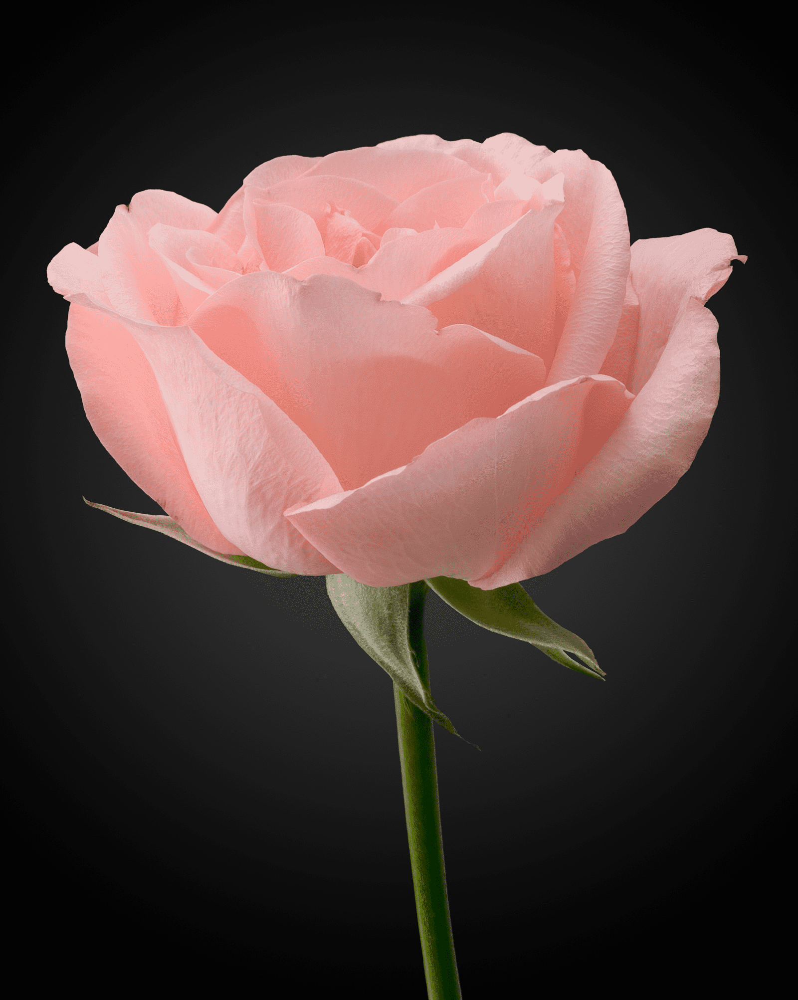 Pink Rose in DIY Studio